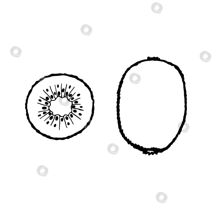 Скачать Векторный рисунок от руки киви, фрукты. Декоративная коллекция фермерских продуктов в стиле ретро, меню ресторана, рыночная этикетка. фотосток Ozero