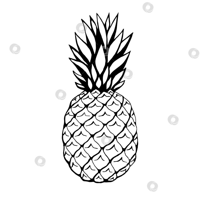Скачать Векторный рисованный ананас, фрукты. Декоративная коллекция фермерских продуктов в стиле ретро, меню ресторана, рыночная этикетка. фотосток Ozero