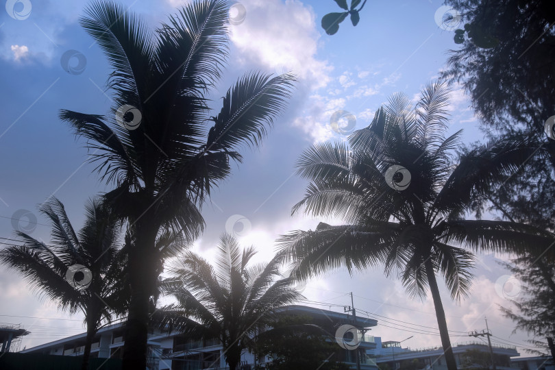 Скачать Силуэты пальм на фоне неба в фоновом режиме, Таиланд, октябрь 2026 года фотосток Ozero