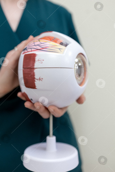 Скачать модель глаза в руках офтальмолога. Крупный план рук офтальмолога с концепцией eye model for education, работающего в медицинском кабинете с белым столом. фотосток Ozero