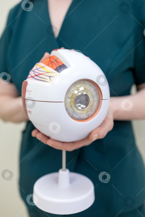 Скачать модель глаза в руках офтальмолога. Крупный план рук офтальмолога с концепцией eye model for education, работающего в медицинском кабинете с белым столом. фотосток Ozero