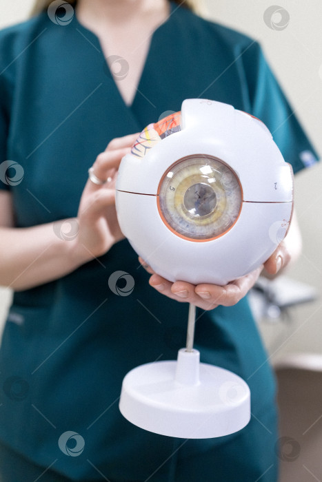 Скачать модель глаза в руках офтальмолога. Крупный план рук офтальмолога с концепцией eye model for education, работающего в медицинском кабинете с белым столом. фотосток Ozero