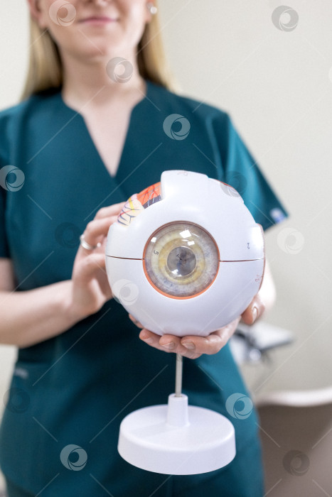 Скачать модель глаза в руках офтальмолога. Крупный план рук офтальмолога с концепцией eye model for education, работающего в медицинском кабинете с белым столом. фотосток Ozero