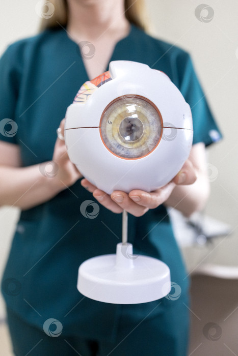 Скачать модель глаза в руках офтальмолога. Крупный план рук офтальмолога с концепцией eye model for education, работающего в медицинском кабинете с белым столом. фотосток Ozero