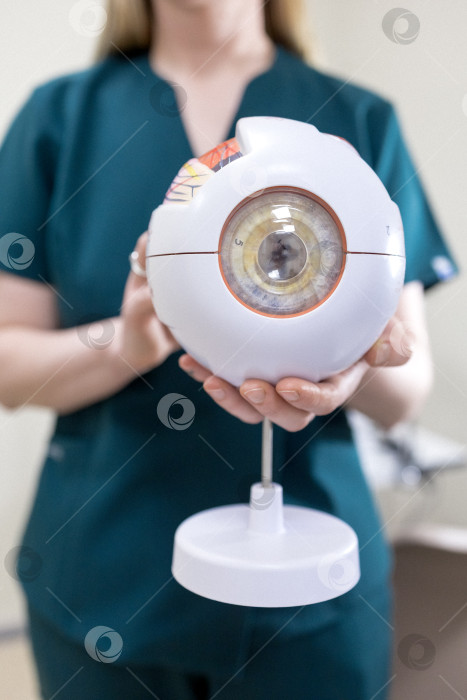Скачать модель глаза в руках офтальмолога. Крупный план рук офтальмолога с концепцией eye model for education, работающего в медицинском кабинете с белым столом. фотосток Ozero