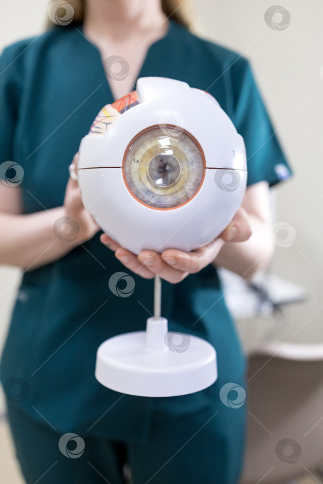 Скачать модель глаза в руках офтальмолога. Крупный план рук офтальмолога с концепцией eye model for education, работающего в медицинском кабинете с белым столом. фотосток Ozero