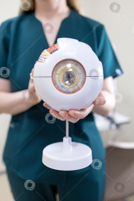 Скачать модель глаза в руках офтальмолога. Крупный план рук офтальмолога с концепцией eye model for education, работающего в медицинском кабинете с белым столом. фотосток Ozero
