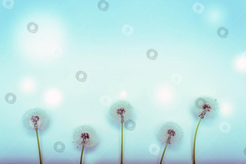 Скачать Одуванчики фотосток Ozero