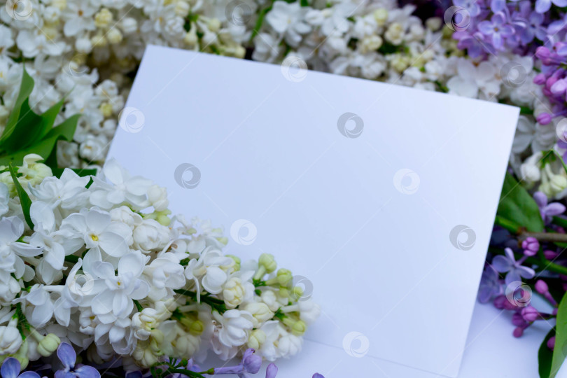 Скачать Цветущая сирень фотосток Ozero