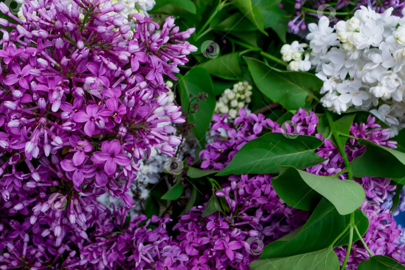 Скачать Цветущая сирень фотосток Ozero