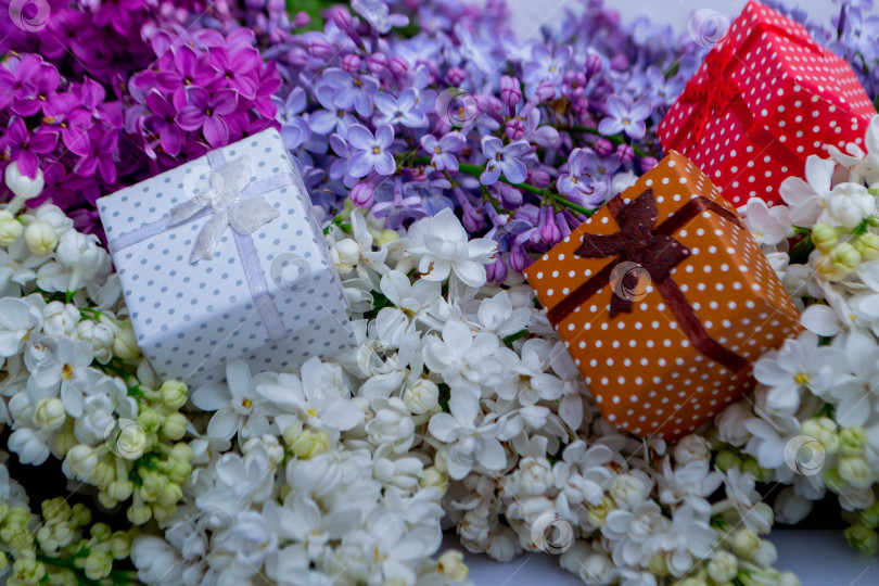 Скачать Сирень и подарки фотосток Ozero