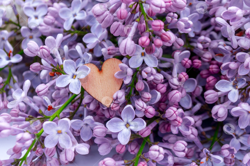 Скачать Сирень и любовь фотосток Ozero