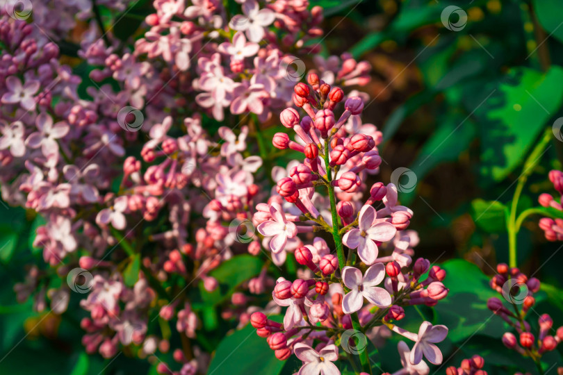 Скачать Цветущая сирень фотосток Ozero