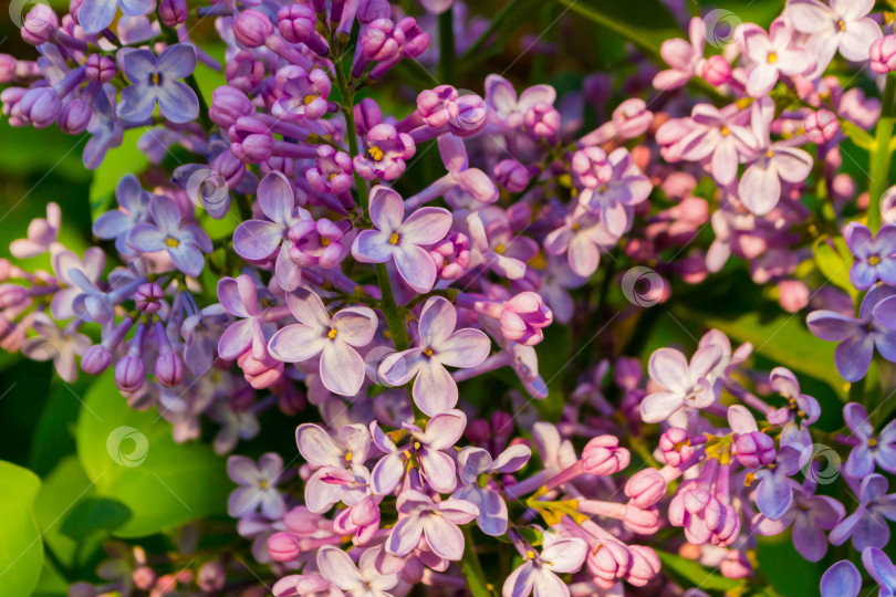 Скачать Цветущая сирень фотосток Ozero