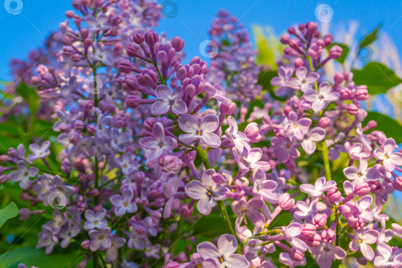 Скачать Цветущая сирень фотосток Ozero