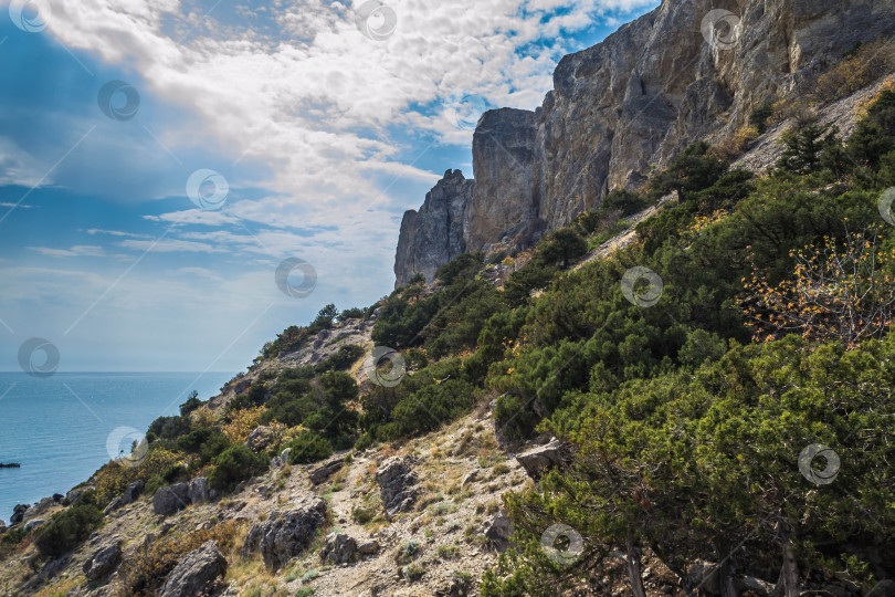 Скачать Можжевельник в горах фотосток Ozero