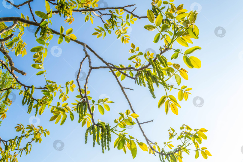 Скачать Весенние серьги из орехового дерева фотосток Ozero