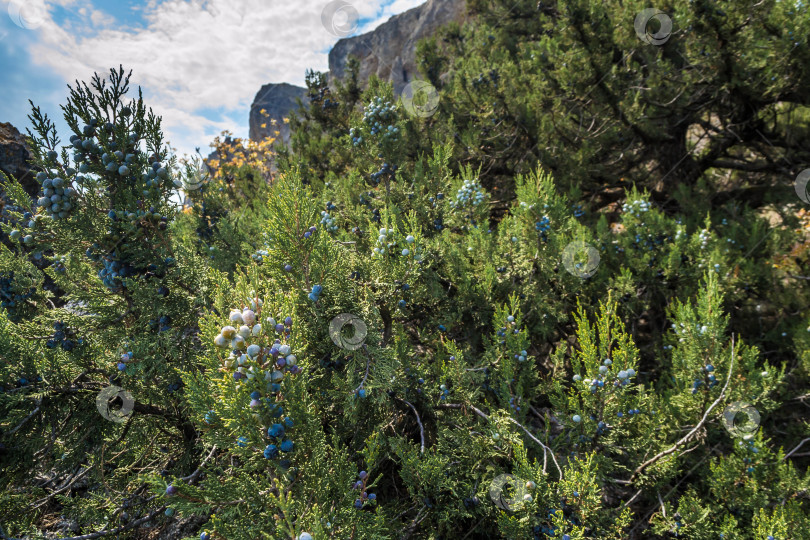 Скачать Можжевельник в горах фотосток Ozero