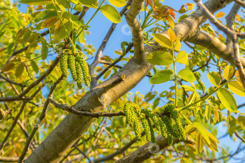 Скачать Весенние серьги из орехового дерева фотосток Ozero