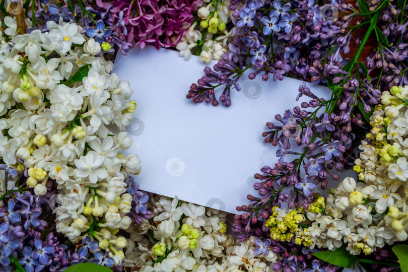 Скачать Цветущая сирень фотосток Ozero