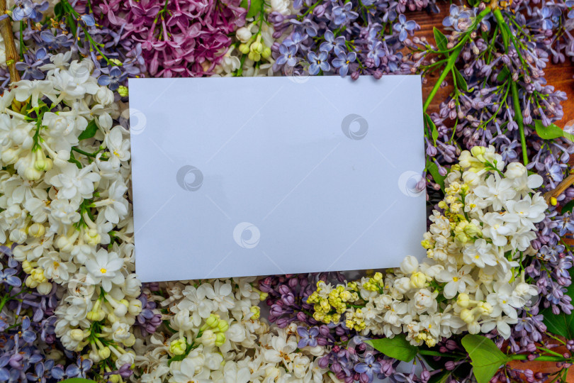 Скачать Цветущая сирень фотосток Ozero