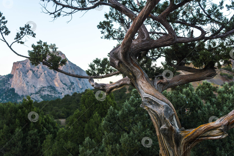 Скачать Можжевеловая роща фотосток Ozero