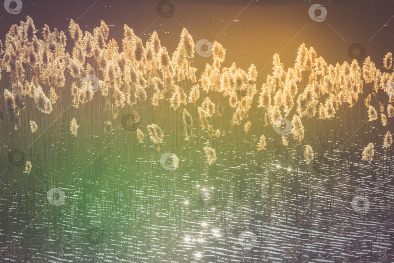 Скачать Осока фотосток Ozero