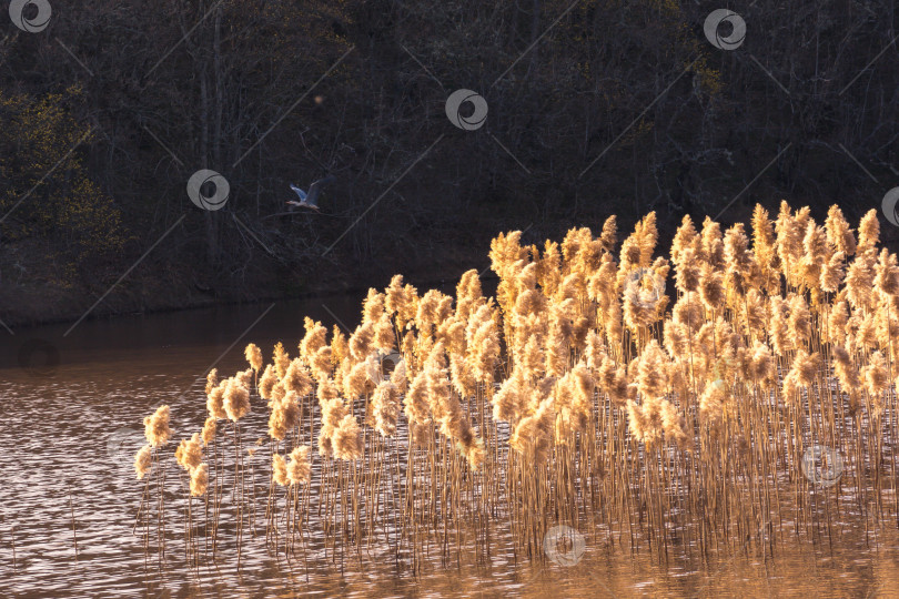 Скачать Осока фотосток Ozero