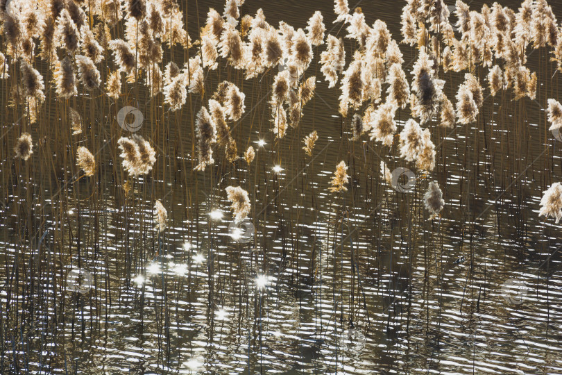 Скачать Осока фотосток Ozero