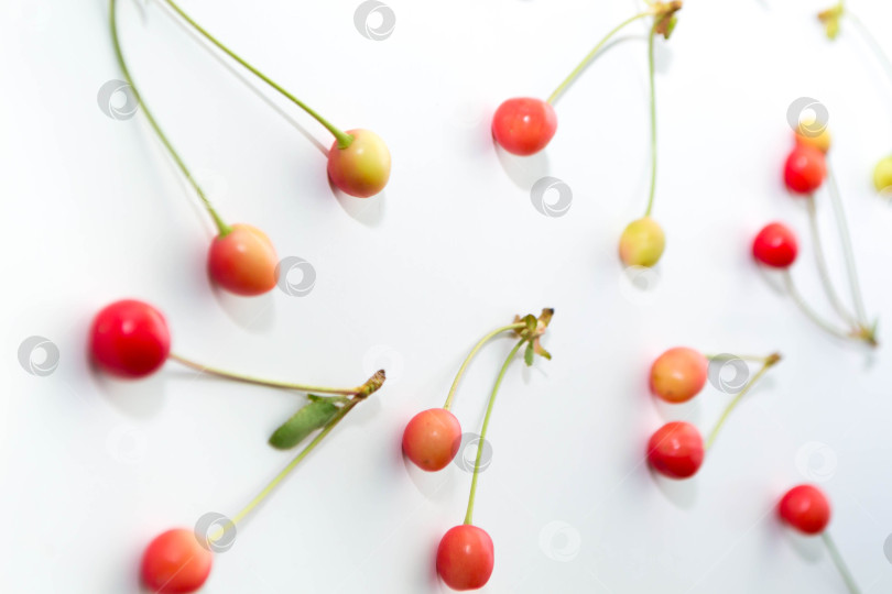 Скачать Вишня фотосток Ozero