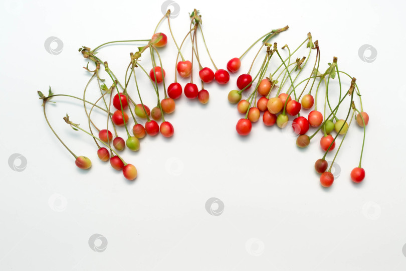 Скачать Вишня фотосток Ozero