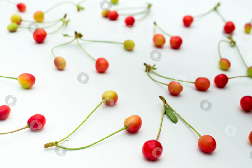 Скачать Вишня фотосток Ozero