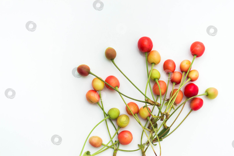 Скачать Вишня фотосток Ozero