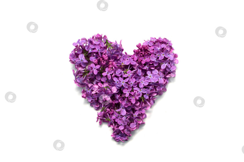 Скачать Сирень и любовь фотосток Ozero