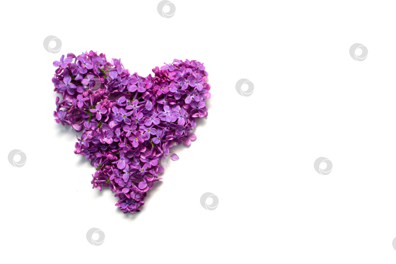 Скачать Сирень и любовь фотосток Ozero