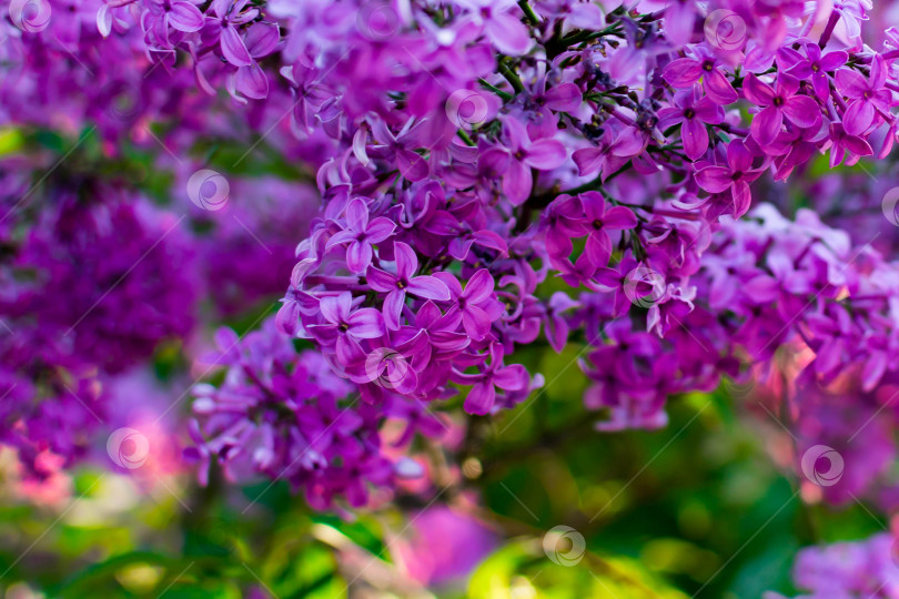 Скачать Сирень фотосток Ozero