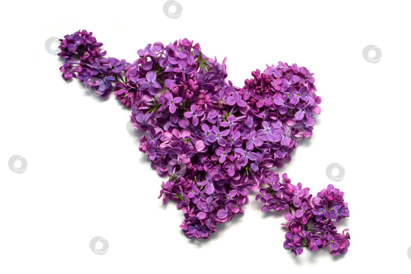 Скачать Сирень и любовь фотосток Ozero