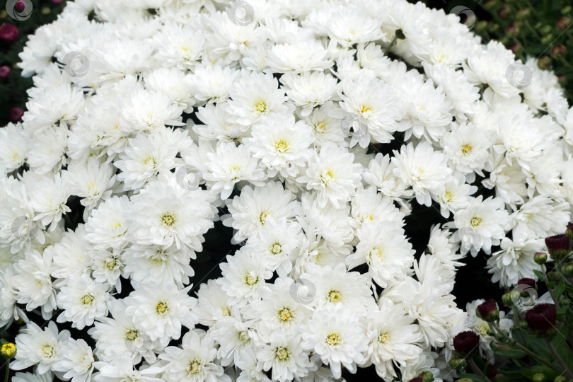 Скачать Прекрасные хризантемы фотосток Ozero