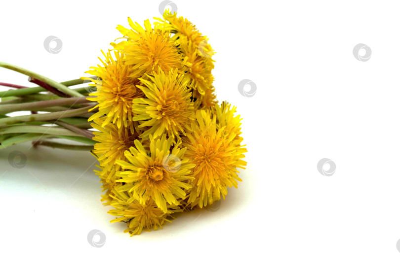 Скачать Одуванчики фотосток Ozero