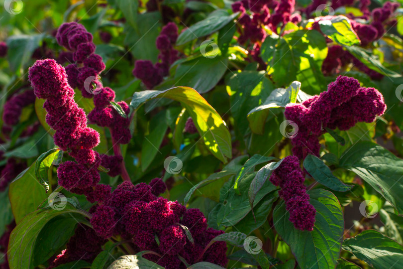 Скачать Красный амарант фотосток Ozero