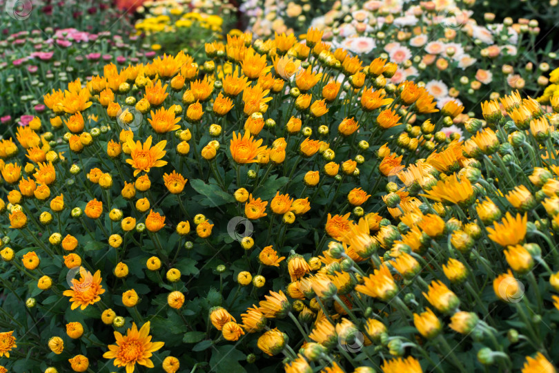 Скачать Прекрасные хризантемы фотосток Ozero