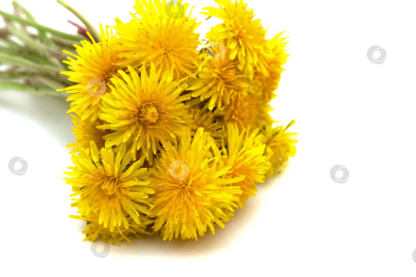 Скачать Одуванчики фотосток Ozero