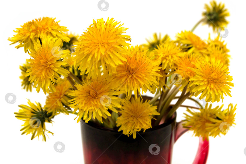 Скачать Одуванчики фотосток Ozero