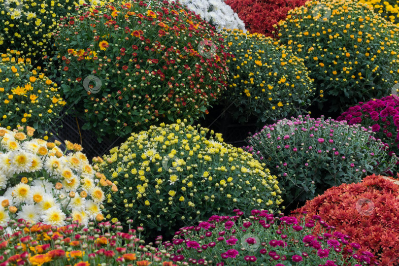 Скачать Прекрасные хризантемы фотосток Ozero