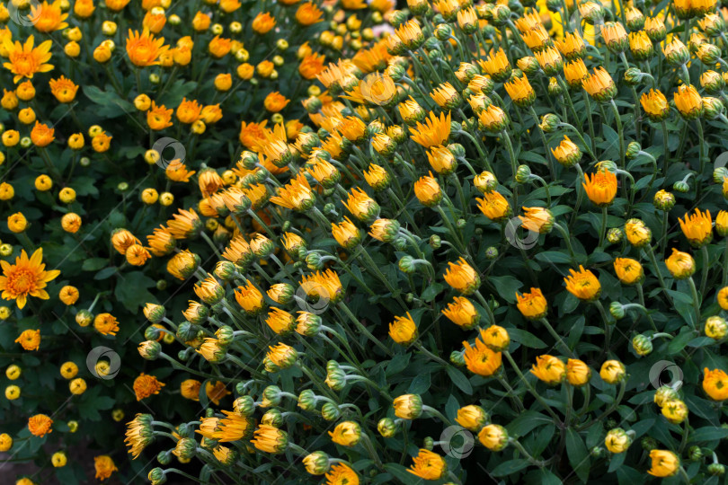 Скачать Прекрасные хризантемы фотосток Ozero