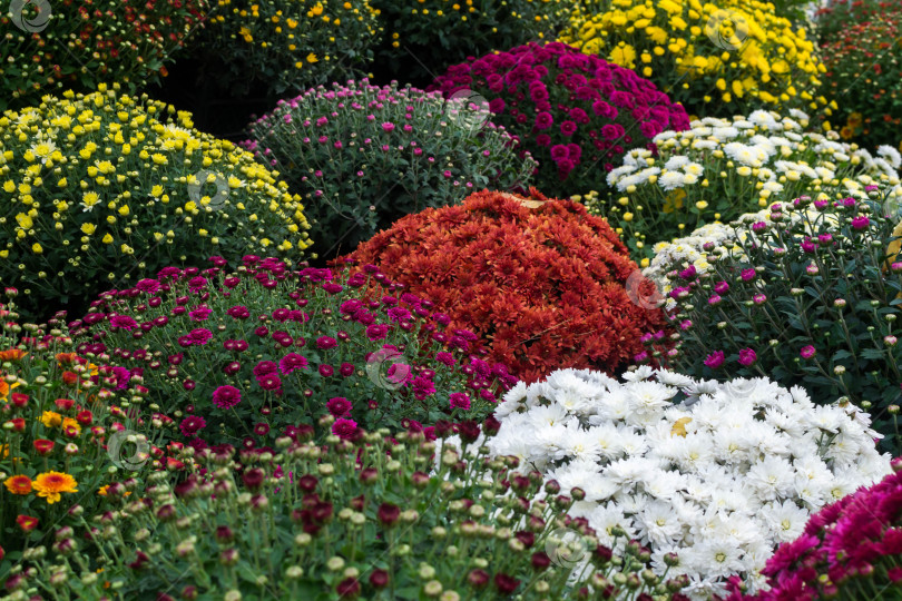 Скачать Прекрасные хризантемы фотосток Ozero