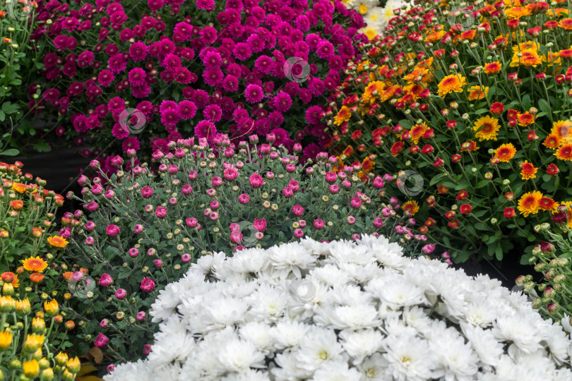 Скачать Прекрасные хризантемы фотосток Ozero