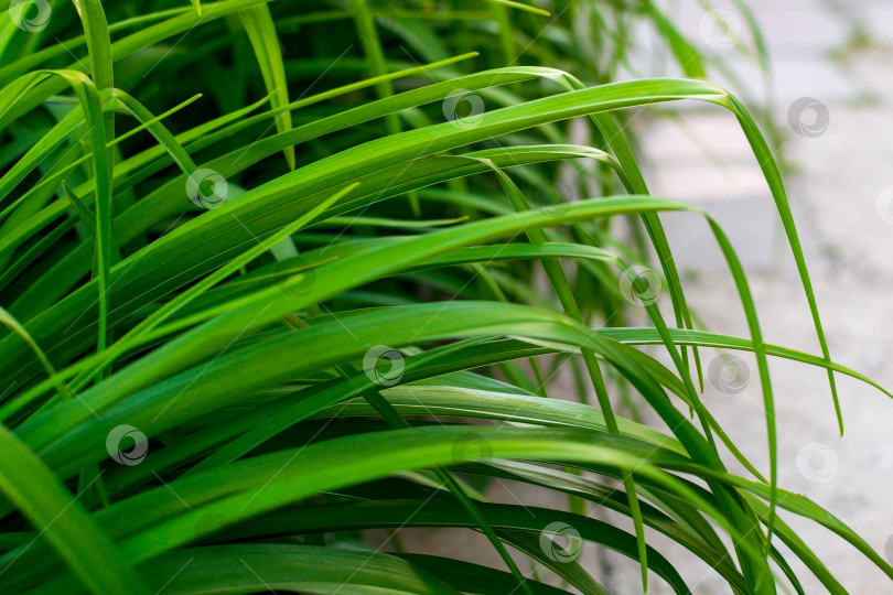 Скачать Зеленые листья лилии фотосток Ozero