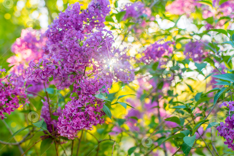 Скачать Сирень фотосток Ozero