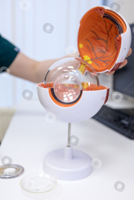 Скачать Врач-офтальмолог показывает анатомическое строение глаза на макете крупным планом фотосток Ozero